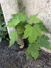 Acer pseudoplatanus