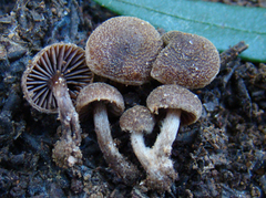 Cortinarius scobinaceus