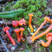 Vermilion Waxcap - Photo (c) Joseba, some rights reserved (CC BY-NC), uploaded by Joseba