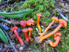 Vermilion Waxcap - Photo (c) Joseba, some rights reserved (CC BY-NC), uploaded by Joseba