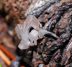 Banksiamyces macrocarpus