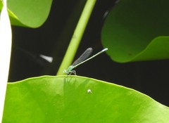 Paracercion hieroglyphicum