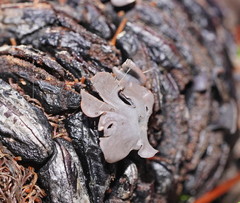 Banksiamyces macrocarpus
