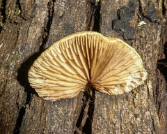 Crepidotus eucalyptorum