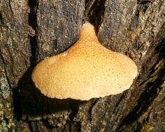 Crepidotus eucalyptorum