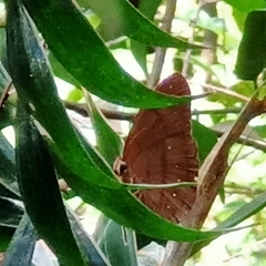 Faunis canens arcesilas