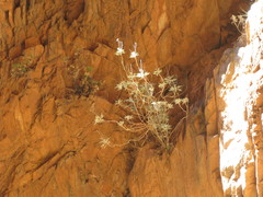 Actinotus schwarzii