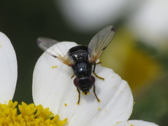Ulidia apicalis