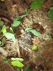 Uperodon taprobanicus