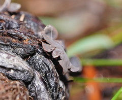 Banksiamyces macrocarpus