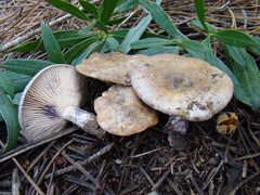 Lactarius cistophilus