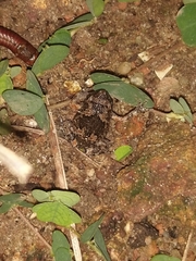 Uperodon taprobanicus