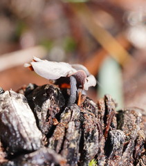 Banksiamyces macrocarpus