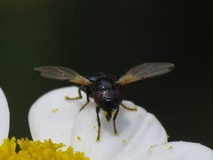 Ulidia apicalis