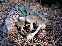 Lyophyllum transforme