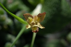 Moraea tricolor