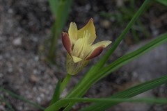 Moraea tricolor