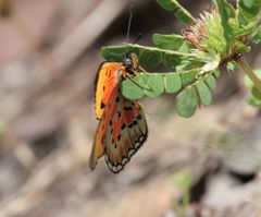 Acraea induna induna