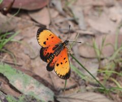 Acraea induna induna