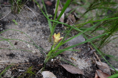 Moraea tricolor