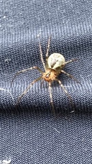 Pityohyphantes phrygianus