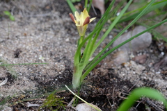 Moraea tricolor