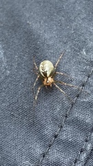 Pityohyphantes phrygianus