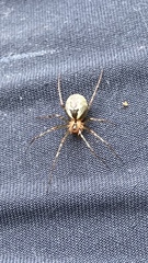 Pityohyphantes phrygianus