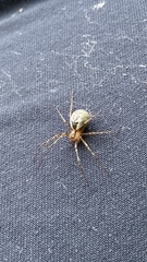 Pityohyphantes phrygianus