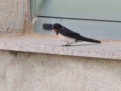 Hirundo rustica