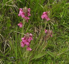Pedicularis cenisia