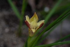 Moraea tricolor