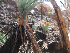 Macrozamia macdonnellii