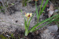 Moraea tricolor