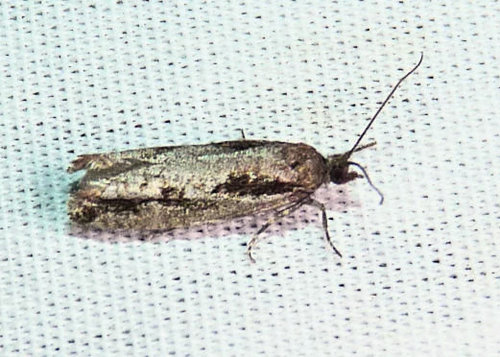 Epinotia zandana