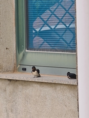 Hirundo rustica
