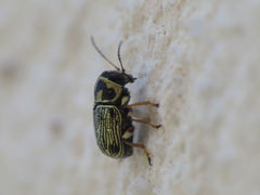 Pachybrachis pradensis