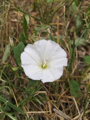 Convolvulus arvensis