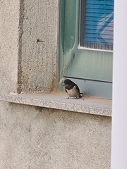 Hirundo rustica