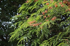 Cassia roxburghii