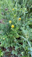 Medicago falcata