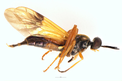 Benhamyia apicalis