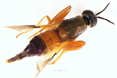 Benhamyia apicalis