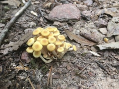 Desarmillaria caespitosa image