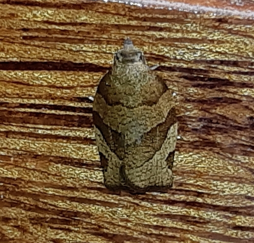 Barred Fruit-tree Tortrix, photo 7 of 9