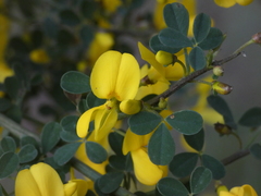 Calicotome spinosa