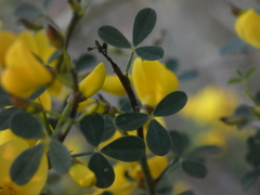 Calicotome spinosa