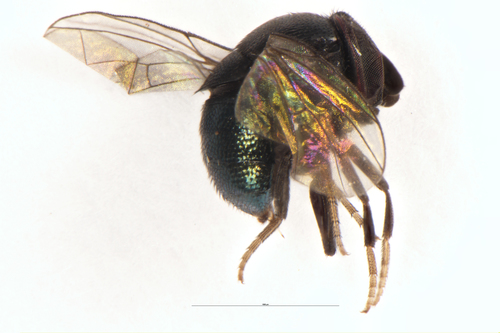 Cottony cushion scale fly