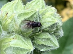 Diptera