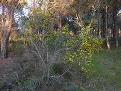 Calicotome spinosa